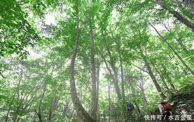 日本首个世界遗产 白神山地 健行 在原生榉木林享受森林浴 快资讯