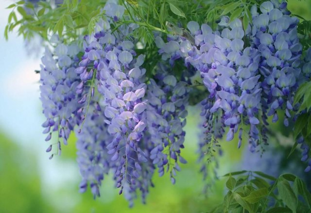 紫藤花青紫色蝶形花冠 喜攀爬十分美丽 好养 快资讯