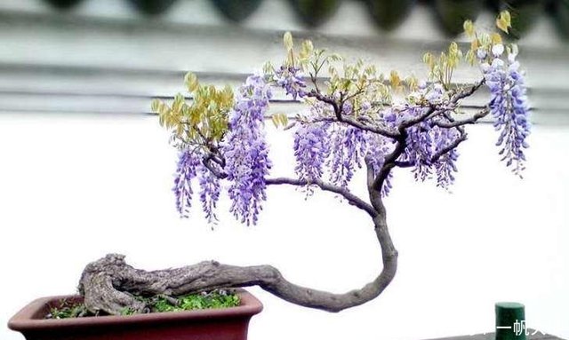 盆栽的紫藤花如何造型 养护盆栽紫藤花要注意什么 快资讯