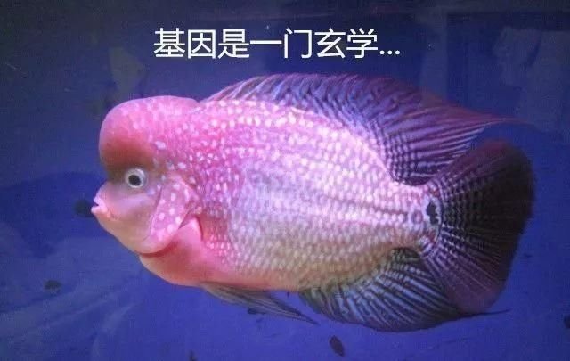 史上最全罗汉鱼养功和攻头经验大集合，不看真的会晚一步- 快资讯
