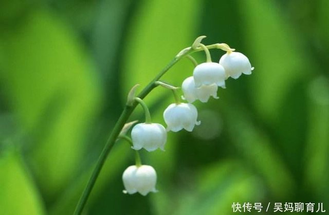 淑女之泪 铃兰花 高雅浪漫 却容不得水仙和丁香 植物真奇特 快资讯 淑女之泪 铃兰花 高雅浪漫 却容不得水仙和丁香 植物真奇特 快资讯