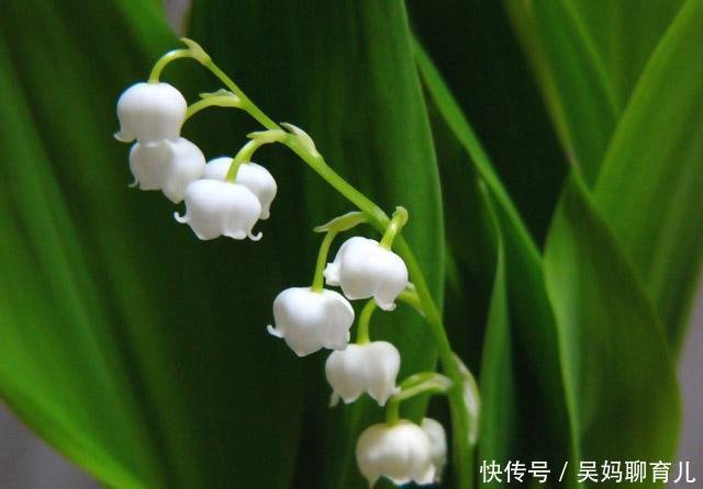 淑女之泪 铃兰花 高雅浪漫 却容不得水仙和丁香 植物真奇特 快资讯 淑女之泪 铃兰花 高雅浪漫 却容不得水仙和丁香 植物真奇特 快资讯