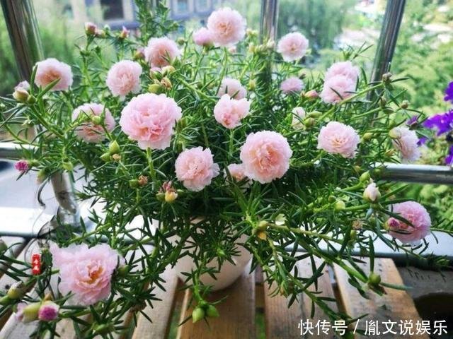 养一年生太阳花和宿根太阳花 用1招 一棵养2年 开花多变老桩 快资讯