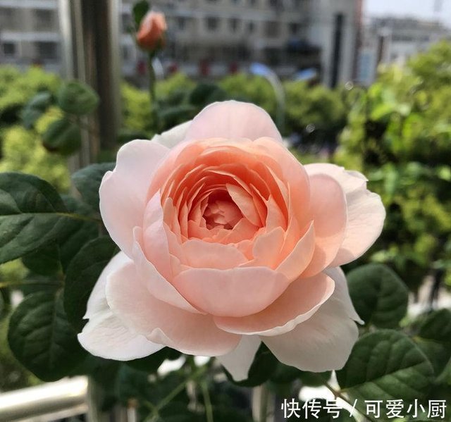 漂亮不输玫瑰花 四季有花开 盆栽地栽都可以 这种花很值得拥有 快资讯 漂亮不输玫瑰花 四季有花开 盆栽地栽都可以 这种花很值得拥有 快资讯