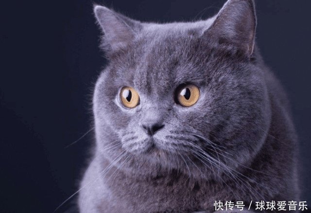 两千块买的蓝猫 半年后竟然褪色了 找卖家理论卖家还要钱 快资讯