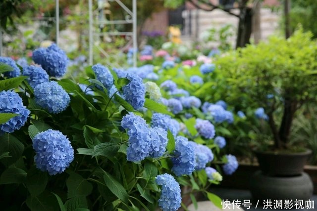 8月中旬了 你的绣球花修剪了吗错过修剪时间 小心来年不开花 快资讯 8月中旬了 你的绣球花修剪了吗错过修剪时间 小心来年不开花 快资讯