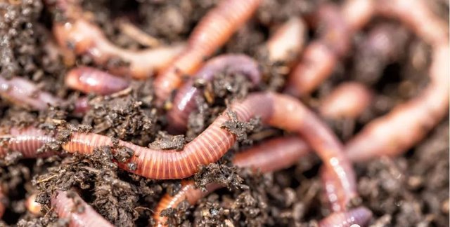 这种生物可以在火星土壤里生存 行为活跃还能繁衍 快资讯 这种生物可以在火星土壤里生存 行为活跃还能繁衍 快资讯