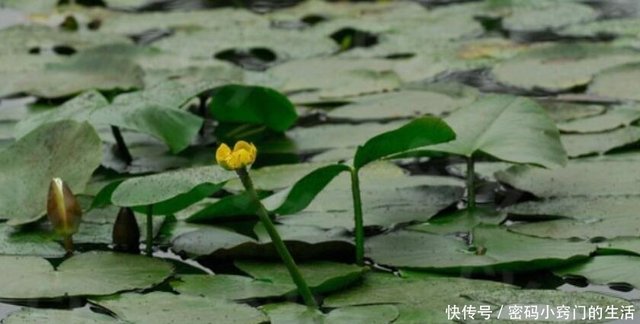 萍蓬草别名黄金莲 萍蓬莲 睡莲科萍蓬草属植物 快资讯