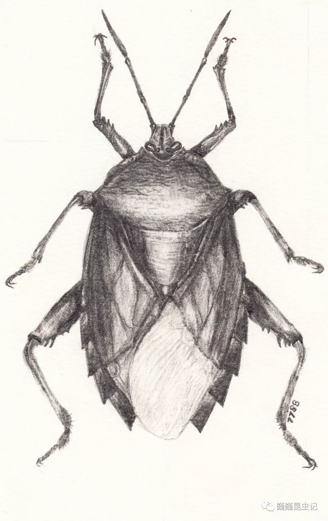 虫来如此 琥珀中的半翅目 快资讯