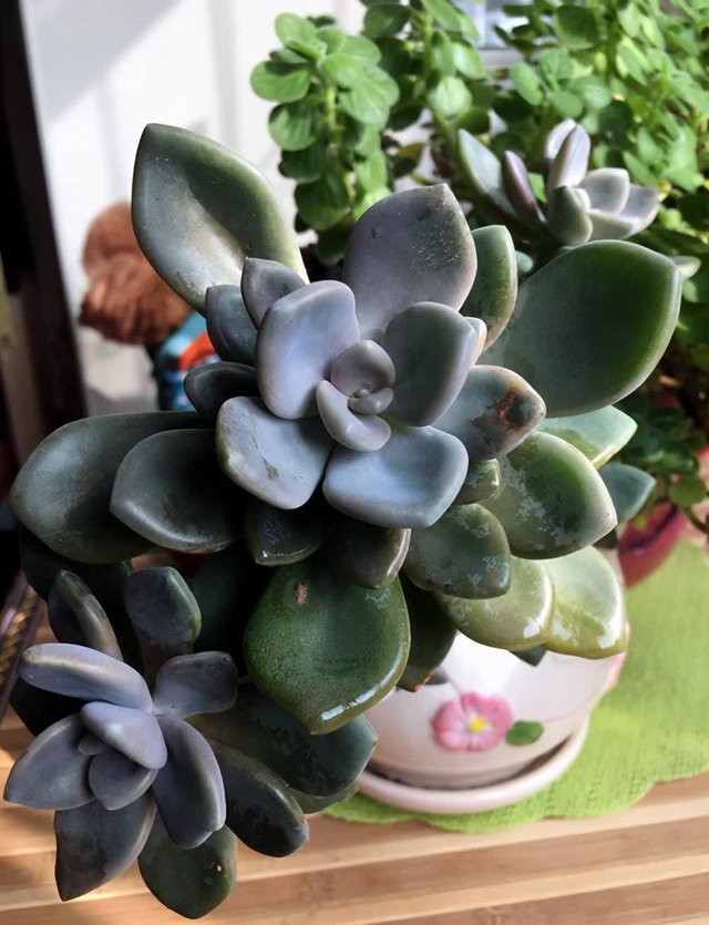 厚叶草属多肉家族 简介灯美人 青星美人 冬美人 星美人等 快资讯