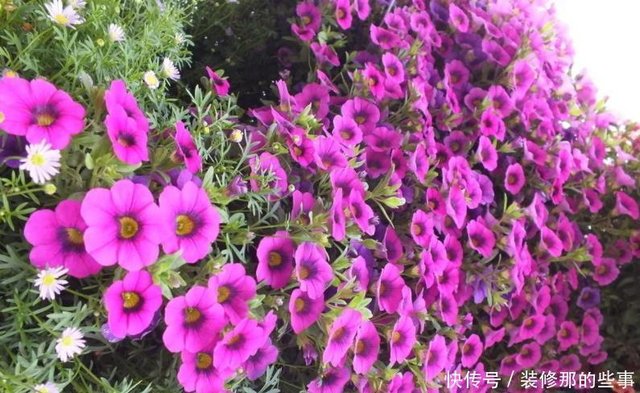 阳台养花 夏季多栽些矮种牵牛花 家里轻松变成花海 花瀑布 快资讯