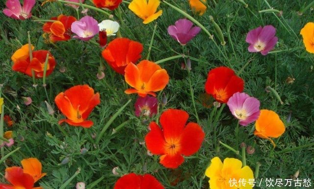 花菱草盆栽 一根枝头一点水 爆盆有妙招 结合实际调整种法 快资讯 花菱草盆栽 一根枝头一点水 爆盆有妙招 结合实际调整种法 快资讯