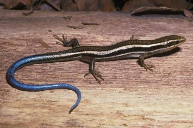身体很长的爬行动物 火焰石龙子 蛇和蜥蜴的合体生物 快资讯