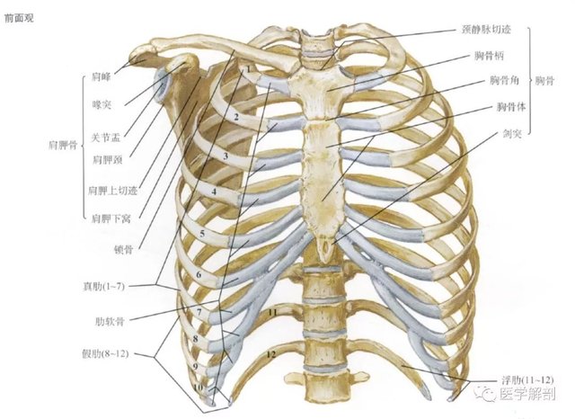 肋骨及胸骨解剖图谱 快资讯