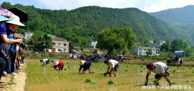 兴山插秧节 感受地道的兴山民歌 薅草锣鼓 快资讯