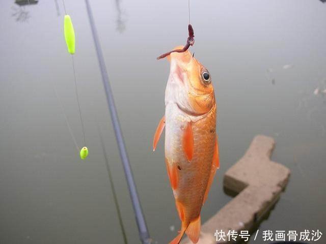 蚯蚓钓鱼有诀窍 掌握这四个小诀窍 鱼篓满钵不是事儿 快资讯 蚯蚓钓鱼有诀窍 掌握这四个小诀窍 鱼篓满钵不是事儿 快资讯