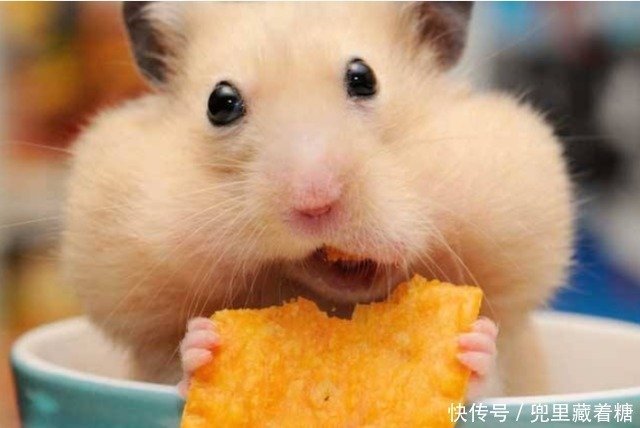 把仓鼠丢进一箱葵花籽中 结果怎么样了 看完大家忍住别笑 快资讯 把仓鼠丢进一箱葵花籽中 结果怎么样了 看完大家忍住别笑 快资讯