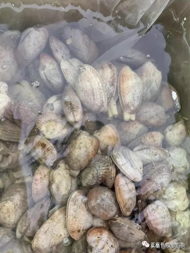 带你见识 贝壳类和螺类海鲜种类 这些海鲜你认识多少呢 快资讯