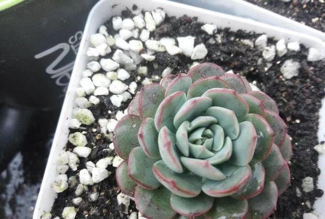 纯泥炭土养多肉 这可能又是一条不归路 快资讯 纯泥炭土养多肉 这可能又是一条不归路 快资讯