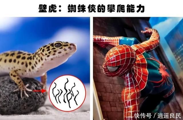 动物身上所拥有这9个会让人类感到羡慕的 超级能力 快资讯