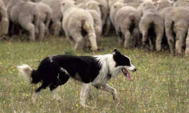 野狼偷羊遭遇牧羊犬 王者见面直接打架 镜头记录罕见过程 快资讯