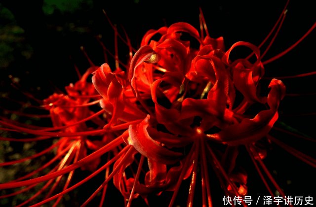 传说 黄泉之花 的彼岸花 喜欢长在墓地边上 有胆量移植在家里养吗 快资讯 传说 黄泉之花 的彼岸花 喜欢长在墓地边上 有胆量移植在家里养吗 快资讯