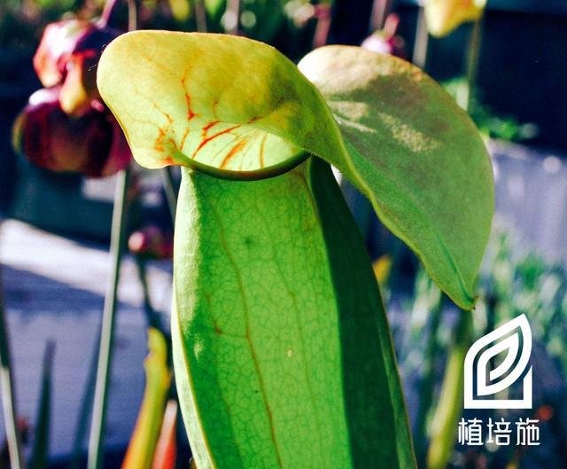 植培施 瓶子草sarracenia Purpurea 食虫植物栽培手册 快资讯