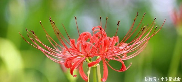 彼岸花真的开在冥界吗 快资讯 彼岸花真的开在冥界吗 快资讯