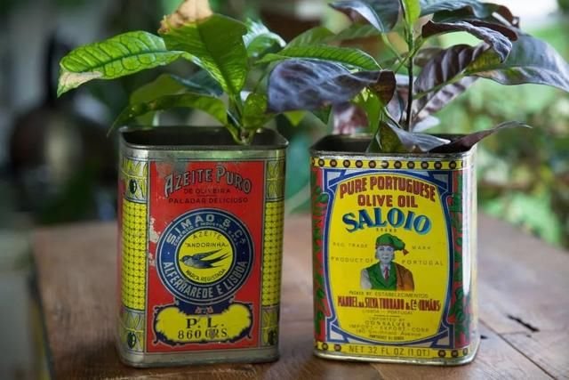 家里的废弃旧物 可改造成花盆 养各种不同的观赏植物 快资讯