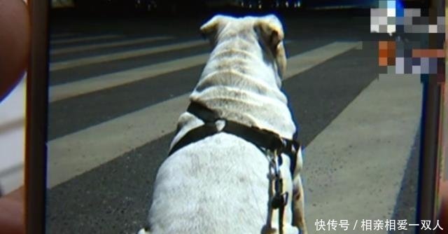 斗牛犬洗澡后死了 男子曝光拒绝宠物店1千赔偿 我的狗都62斤了 快资讯