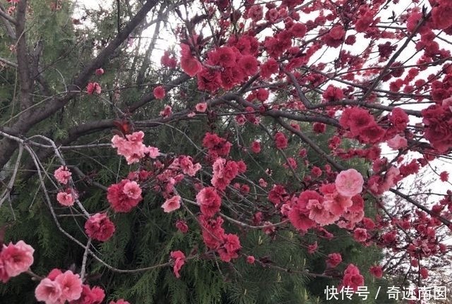 什么是犯月 俗语 蛇怕正月龙怕腊 老牛最怕春三月 啥意思 快资讯 什么是犯月 俗语 蛇怕正月龙怕腊 老牛最怕春三月 啥意思 快资讯