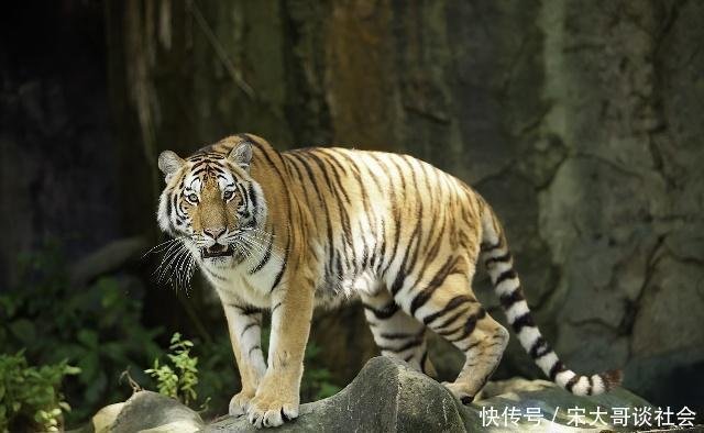 孟加拉虎体重多大 平均和最大分别多少 和东北虎 狮子比如何 快资讯 孟加拉虎体重多大 平均和最大分别多少 和东北虎 狮子比如何 快资讯