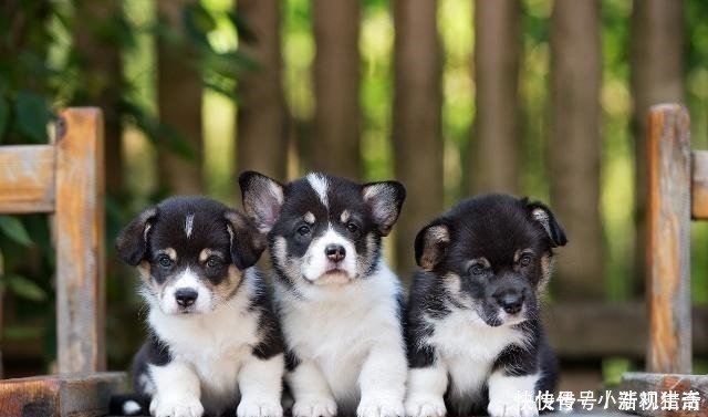 适合家养的4小型犬 泰迪上榜 第一种最完美 快资讯 适合家养的4小型犬 泰迪上榜 第一种最完美 快资讯