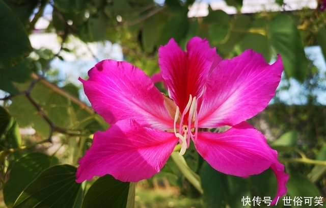 繁英满树 紫荆花亮丽迷人 快资讯