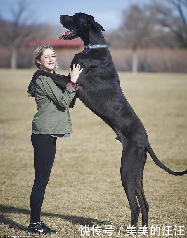 世界9大巨型犬 内心是温柔的大狗 没有想象中凶猛 快资讯