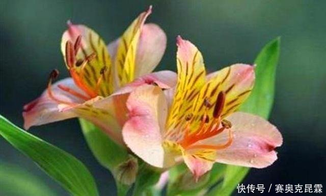 三种球根花卉中的 贵族 开花光彩夺目 有的特别适合秋天种植 快资讯 三种球根花卉中的 贵族 开花光彩夺目 有的特别适合秋天种植 快资讯