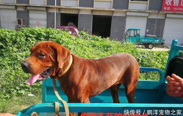 男子发现纯种东北虎犬竟被800元贱卖 了解用途后气不打一处来 快资讯