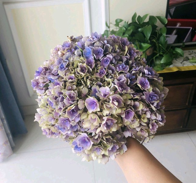 绣球花的叶片白蒙蒙一层是白粉病吗 喷了两次药不见效果 怎么办 快资讯