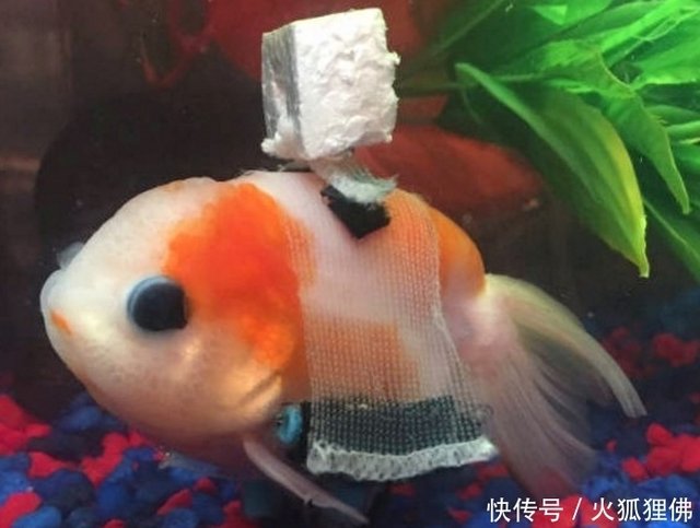 小金鱼没有鱼鳍 不能游泳 主人心痛它 为他安了个辅助的东西 快资讯