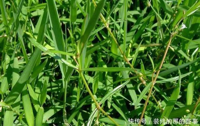 白花蛇草水你喝过吗 味道清奇 对身体极好 原料就是白花蛇舌草 快资讯 白花蛇草水你喝过吗 味道清奇 对身体极好 原料就是白花蛇舌草 快资讯