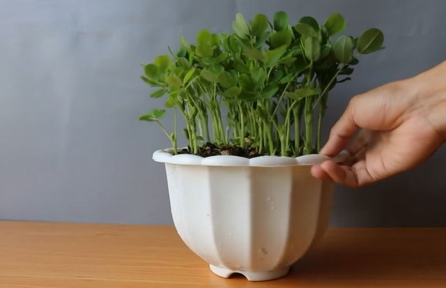 买来的花生米直接撒花盆里养 没过一周就长满一大盆 要不要吃掉 快资讯