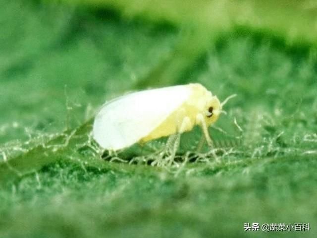 蚜虫 粉虱 蓟马和害螨 甜瓜这么多虫害如何控制 快资讯
