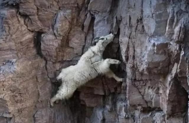 看世界上最神奇的山羊 在悬崖上竟能飞檐走壁 被称为 轻功大侠 快资讯