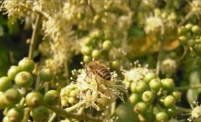 平溪小農自產自銷 鴨腳木蜜 紅淡比蜜 酸藤蜜 100 純天然蜂蜜 通過sgs檢驗合格 龍眼蜜柳丁蜜荔枝蜜百花蜜