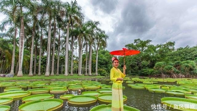 在西双版纳看到神奇的王莲 一个成年女子可以站在上面 快资讯