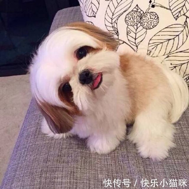 世界上颜值最高的10种狗狗 你最心仪的是哪一种 快资讯
