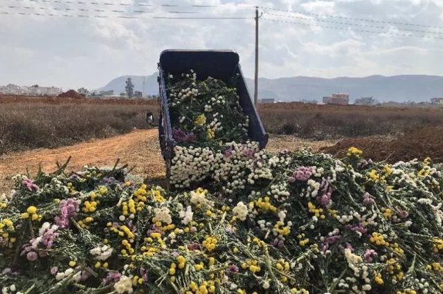 中国花卉报评出年花卉产业十大新闻 快资讯