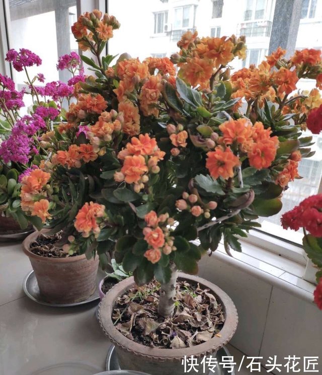 长寿花嫁接在 老桩 上 到了11月满枝 冒花苞 花量很大 快资讯 长寿花嫁接在 老桩 上 到了11月满枝 冒花苞 花量很大 快资讯