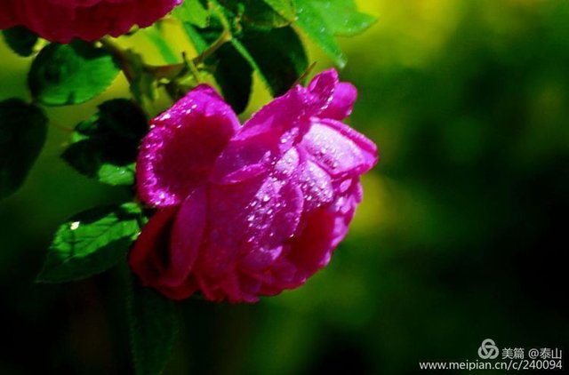 牛峤红蔷薇 高骈山亭夏日 满体锋铓解刺人 原创 快资讯 牛峤红蔷薇 高骈山亭夏日 满体锋铓解刺人 原创 快资讯