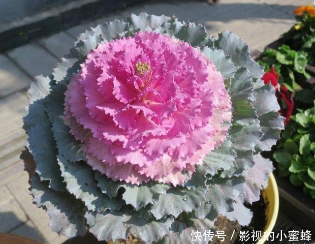 最耐寒的观叶植物 北方也能露养 漂亮如牡丹花 是盆栽观赏佳品 快资讯 最耐寒的观叶植物 北方也能露养 漂亮如牡丹花 是盆栽观赏佳品 快资讯